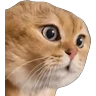 Stickers Meme Kucing Viral #2 🐱