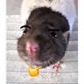 Stickers ratitas