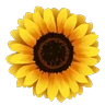Stickers 🌼🌼 Flores Amarillas / Flork 🌼🌼