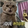 Stickers Gatos y gatitos hornys 🥵🔥