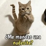 Stickers Gatos y gatitos hornys 🥵🔥