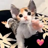 Stickers Gatos Moods 3😼❣️