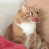 Stickers Gatos caras🐈Funny cats😺