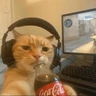 Stickers Gatos 😼