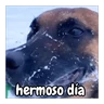 Stickers frío de perros 🥶🐕