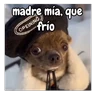 Stickers frío de perros 🥶🐕