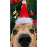 Stickers Christmas/Navidad/Diciembre🎅