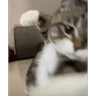 Stickers tiktok reactions pt2