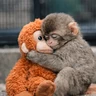 Stickers Sad monkey / macaquinho triste