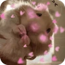 Stickers Hamster lindos para el chat💕