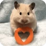 Stickers Hamster lindos para el chat💕