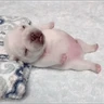 Stickers Pibble