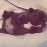 Stickers Pibble