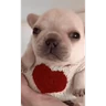 Stickers Pibble