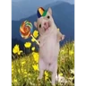 Stickers pibble