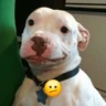 Stickers cachorros que todos amam