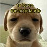 Stickers cachorros que todos amam