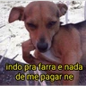 Stickers cachorros que todos amam