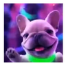 Stickers Pibble 🐾🐶 Perro de Tiktok