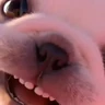 Stickers perro pibble dog tiktok