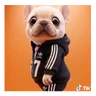 Stickers Perro Pibble Tiktok 🐶 ❤️