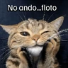 Stickers Gatitos con Estados Alterados