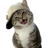 Gatos 2