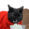 Gatos 2