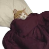 Gatos 2