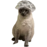 Gatos 2