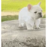 Calajo