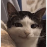gatos