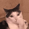 gatos