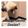 Stickers Gatos respuesta 😽✏️💬