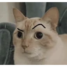 Stickers gatos the best