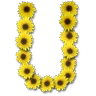 Stickers Letras ♡ Girasol 