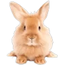 Stickers Pascua 