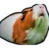 Stickers Hamsters Memes
