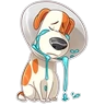Stickers La Vida Secreta De Tus Mascotas (Animated). 🐶 🐾