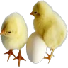 Stickers Pascua 