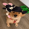 Stickers Mami, soy tu vaquero 🤠