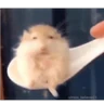 Stickers Hamsters