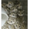 Stickers Hamsters