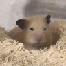Stickers Hamsters