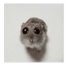 Stickers Hamsters