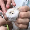 Stickers Hamsters