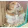 Stickers Hamsters