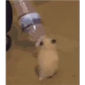 Stickers Hamsters