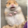 Stickers Hamsters