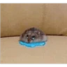 Stickers Hamsters